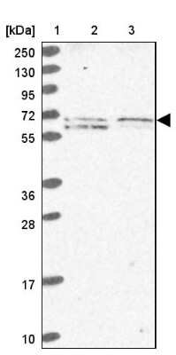 Western Blot: EHD3 Antibody [NBP2-31894]