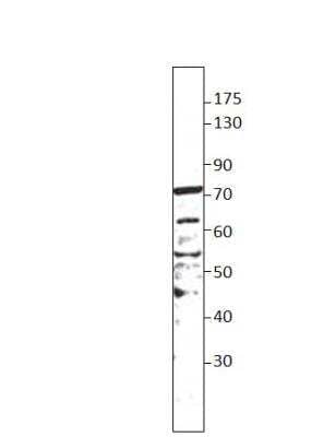 Western Blot: EHD3 Antibody [NBP3-12300]