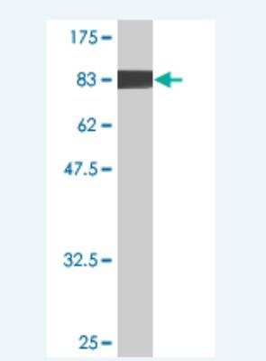 Western Blot: EHD4 Antibody (1B5) [H00030844-M02]