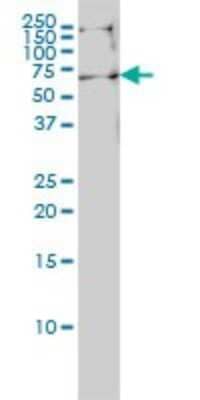 Western Blot: EHD4 Antibody (1B8) [H00030844-M01]