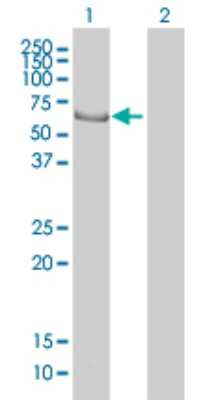 Western Blot: EHD4 Antibody (1B8) [H00030844-M01]
