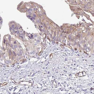Immunohistochemistry-Paraffin: EHD4 Antibody [NBP2-33665]