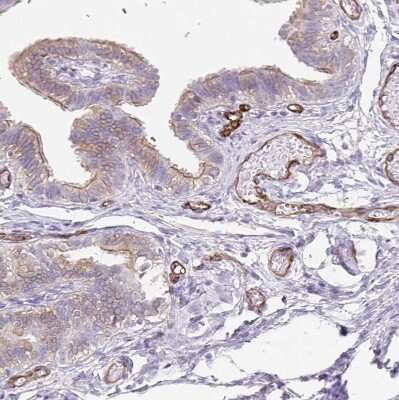 Immunohistochemistry-Paraffin: EHD4 Antibody [NBP2-33665]