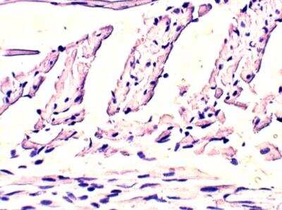 Immunohistochemistry-Paraffin: EHD4 Antibody [NBP3-12301]