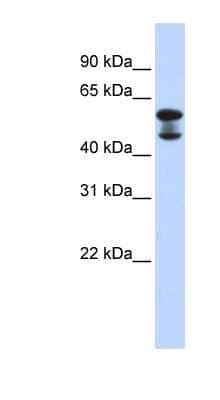 Western Blot: EHD4 Antibody [NBP1-54872]