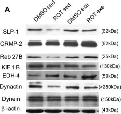 Western Blot: EHD4 Antibody [NBP1-54873]