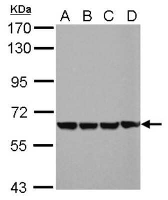 Western Blot: EHD4 Antibody [NBP2-16287]