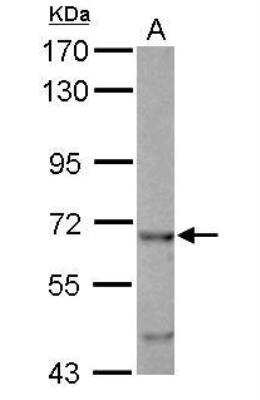 Western Blot: EHD4 Antibody [NBP2-16288]