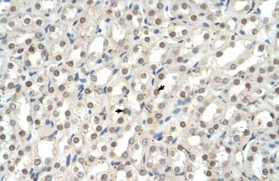 Immunohistochemistry: EHF Antibody [NBP3-10533]