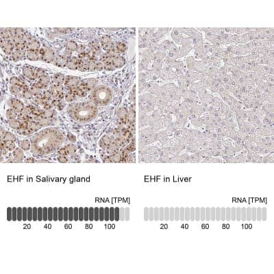 Immunohistochemistry-Paraffin: EHF Antibody [NBP2-38896]