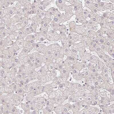 Immunohistochemistry-Paraffin: EHF Antibody [NBP2-38896]