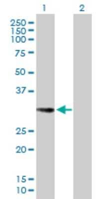 Western Blot: EHF Antibody [H00026298-B01P]