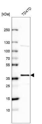 Western Blot: EHF Antibody [NBP2-56705]