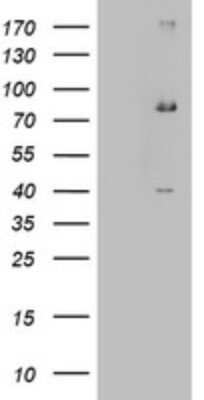 Western Blot: EHHADH Antibody (OTI2C4)Azide and BSA Free [NBP2-70625]