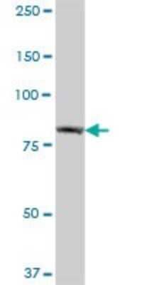 Western Blot: EHHADH Antibody [H00001962-B01P]