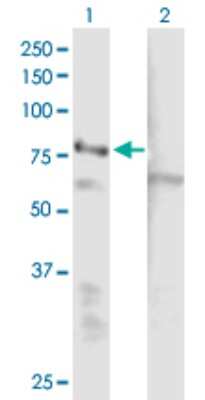 Western Blot: EHHADH Antibody [H00001962-B01P]
