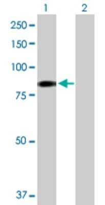 Western Blot: EHHADH Antibody [H00001962-D01P]