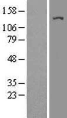 Western Blot: G9a/EHMT2 Overexpression Lysate [NBL1-10164]