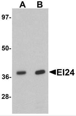 Western Blot: EI24 AntibodyBSA Free [NBP2-81820]