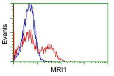 Flow Cytometry: EI2BL Antibody (OTI9H7) [NBP1-47857]