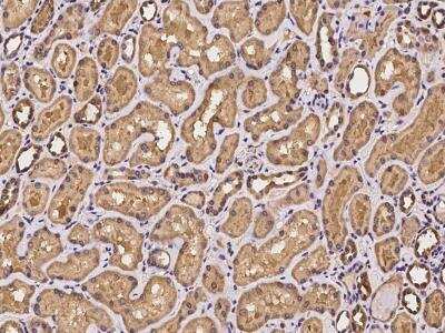 Immunohistochemistry-Paraffin: EI2BL Antibody [NBP3-06310]
