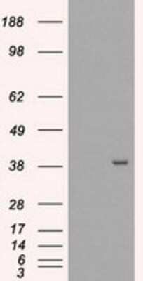 Flow Cytometry: EI2BL Antibody (OTI9H7) - Azide and BSA Free [NBP2-72280]