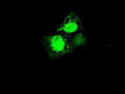 Immunocytochemistry/ Immunofluorescence: EI2BL Antibody (OTI9H7) - Azide and BSA Free [NBP2-72280]