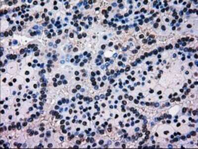 Immunohistochemistry: EI2BL Antibody (OTI9H7) - Azide and BSA Free [NBP2-72280]