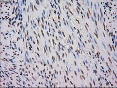 Immunohistochemistry: EI2BL Antibody (OTI9H7) - Azide and BSA Free [NBP2-72280]
