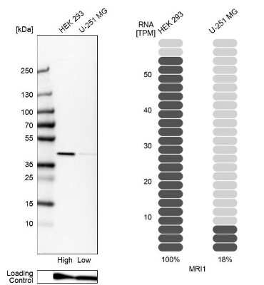 Western Blot: EI2BL Antibody [NBP2-47475]