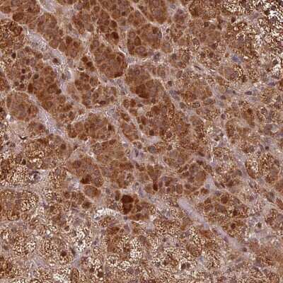 Immunohistochemistry-Paraffin: EID1 Antibody [NBP2-47355]