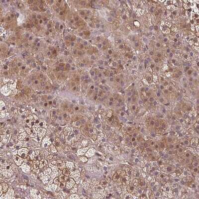 Immunohistochemistry-Paraffin: EID1 Antibody [NBP2-47474]