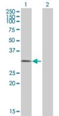 Western Blot: EID1 Antibody [H00023741-B01P]