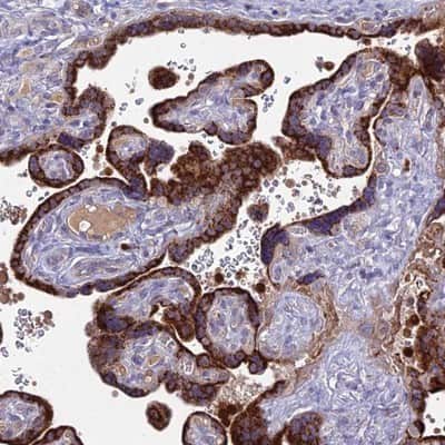 Immunohistochemistry-Paraffin: EID2 Antibody [NBP1-94096]