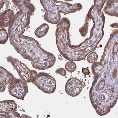 Immunohistochemistry: EID2B Antibody [NBP2-38048]