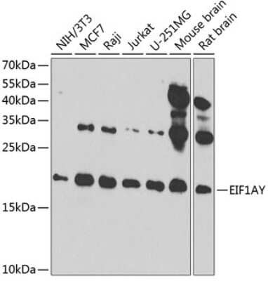 Western Blot: EIF1A AntibodyBSA Free [NBP2-92781]