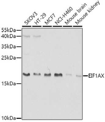 Western Blot: EIF1A AntibodyBSA Free [NBP2-92896]