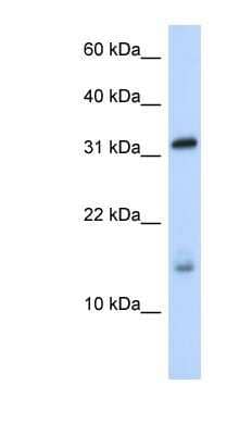 Western Blot: EIF1A Antibody [NBP1-80556]