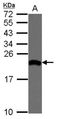 Western Blot: EIF1A Antibody [NBP2-16289]