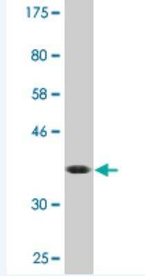 Western Blot: EIF1A Antibody (2B8) [H00009086-M03]