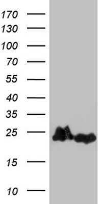 Western Blot: EIF1AY Antibody (OTI2G2) [NBP2-46488]