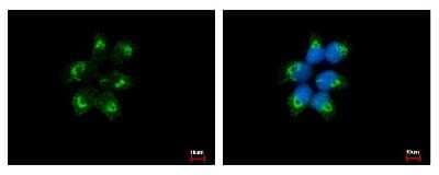 Immunocytochemistry/ Immunofluorescence: EIF1A Antibody [NBP2-14944]