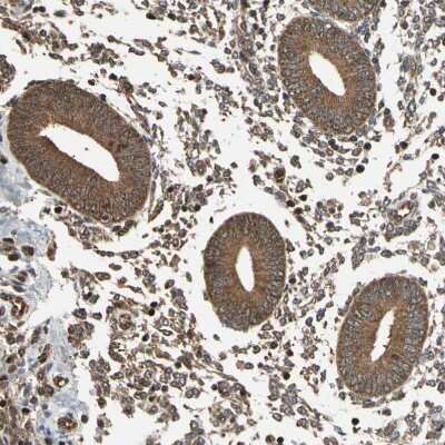 Immunohistochemistry-Paraffin: EIF1A Antibody [NBP1-85808]