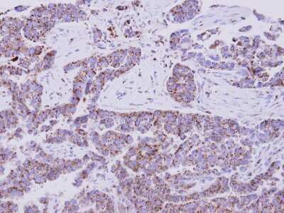 Immunohistochemistry-Paraffin: EIF1A Antibody [NBP2-14944]