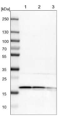 Western Blot: EIF1A Antibody [NBP1-85808]