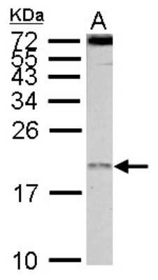 Western Blot: EIF1A Antibody [NBP2-14944]
