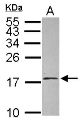 Western Blot: EIF1A Antibody [NBP2-14944]