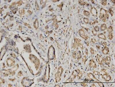 Immunohistochemistry-Paraffin: EIF2 beta Antibody (2F3) [H00008894-M09]
