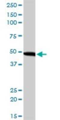 Western Blot: EIF2 beta Antibody (2F3) [H00008894-M09]