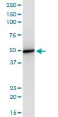 Western Blot: EIF2 beta Antibody (2F3) [H00008894-M09]